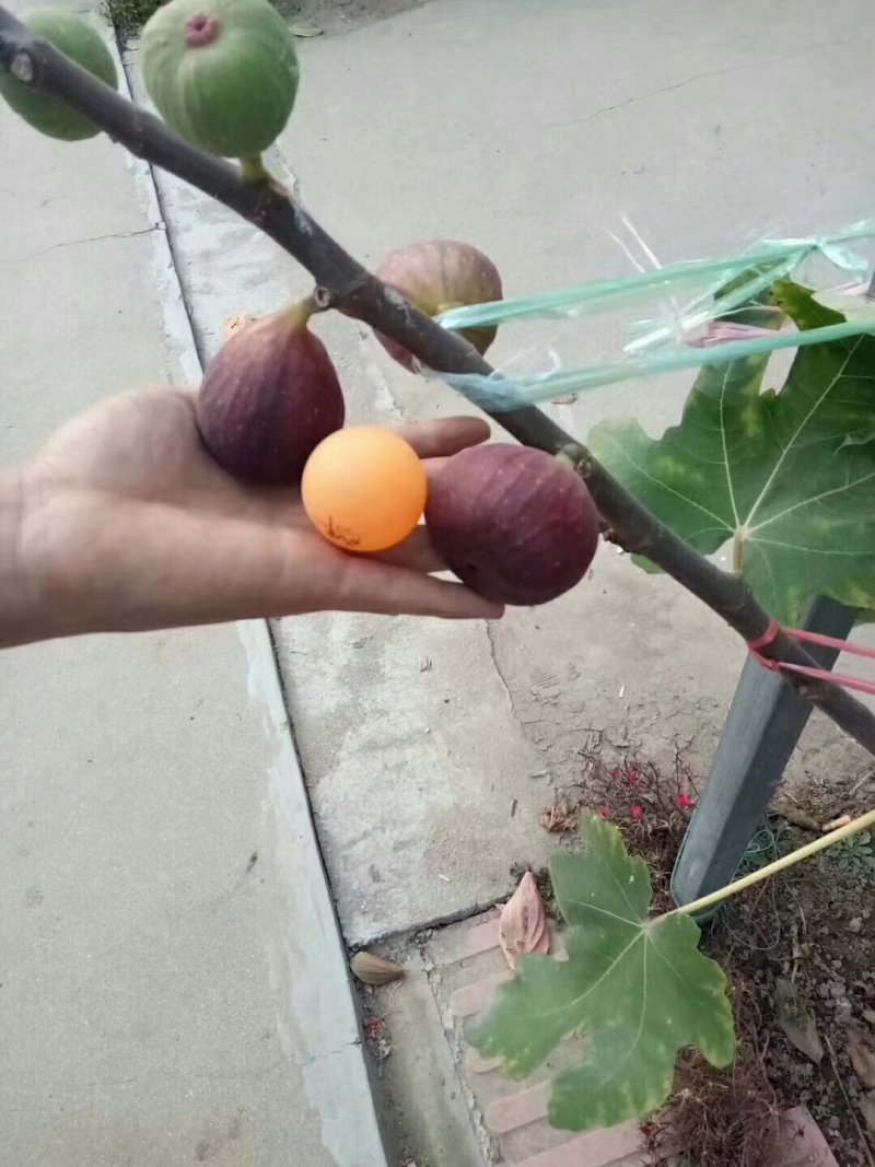 无花果树苗80~100cm，薄姬红无花果，需要的联系。