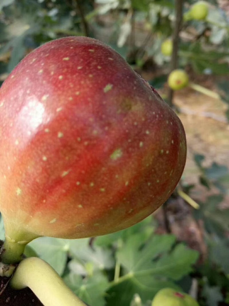 无花果树苗80~100cm，薄姬红无花果，需要的联系。