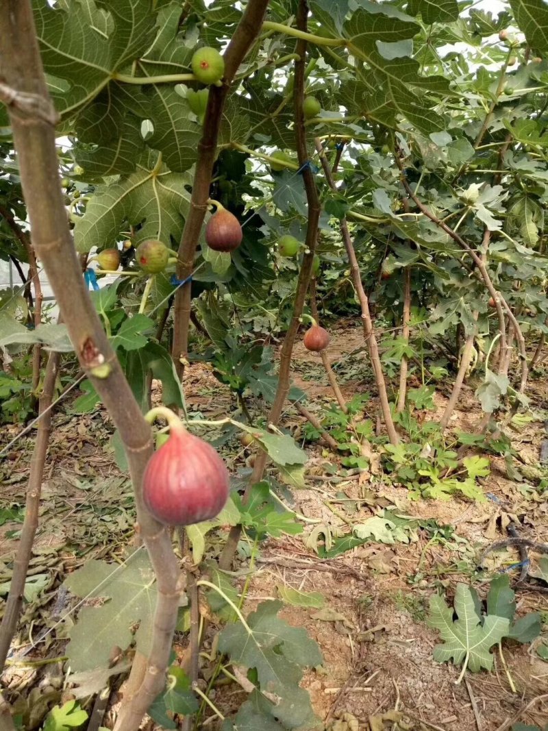 无花果树苗80~100cm，薄姬红无花果，需要的联系。