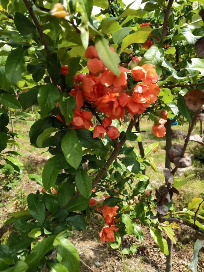 富贵王子海棠，红花富贵海棠接穗