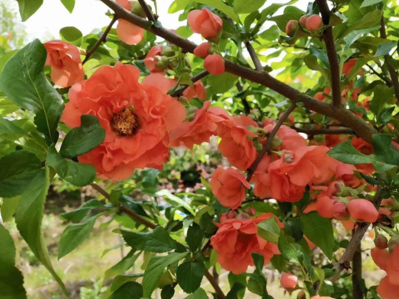 富贵王子海棠，红花富贵海棠接穗