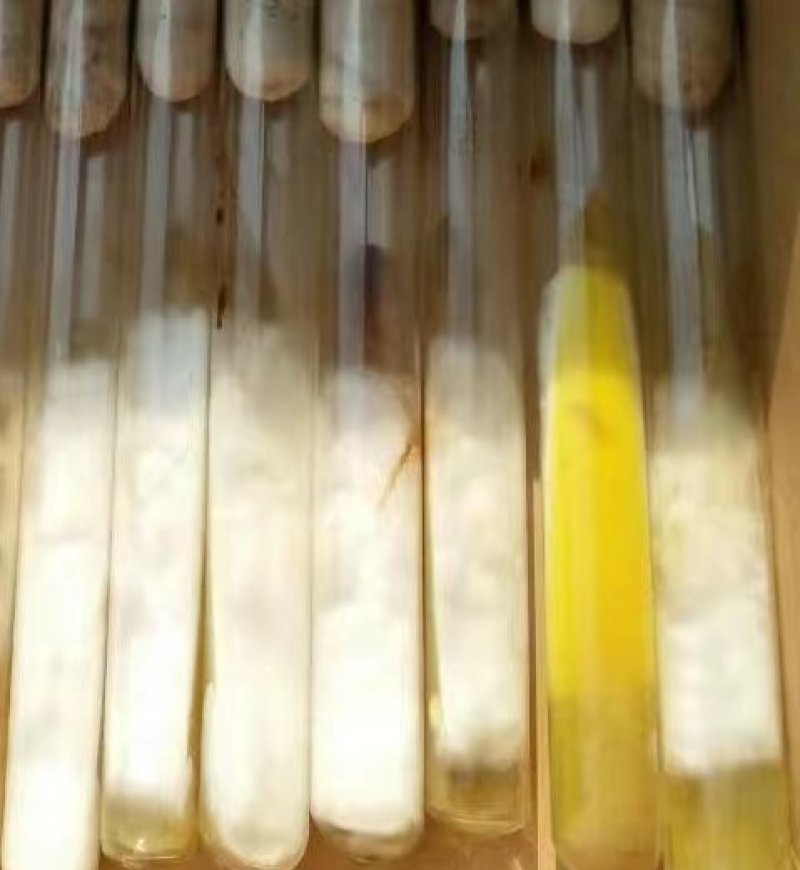 黑皮鸡枞菌母种，原种，出菇菌包均有现货，
