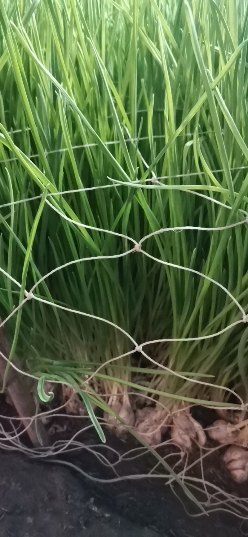 东北无公害蒜苗
