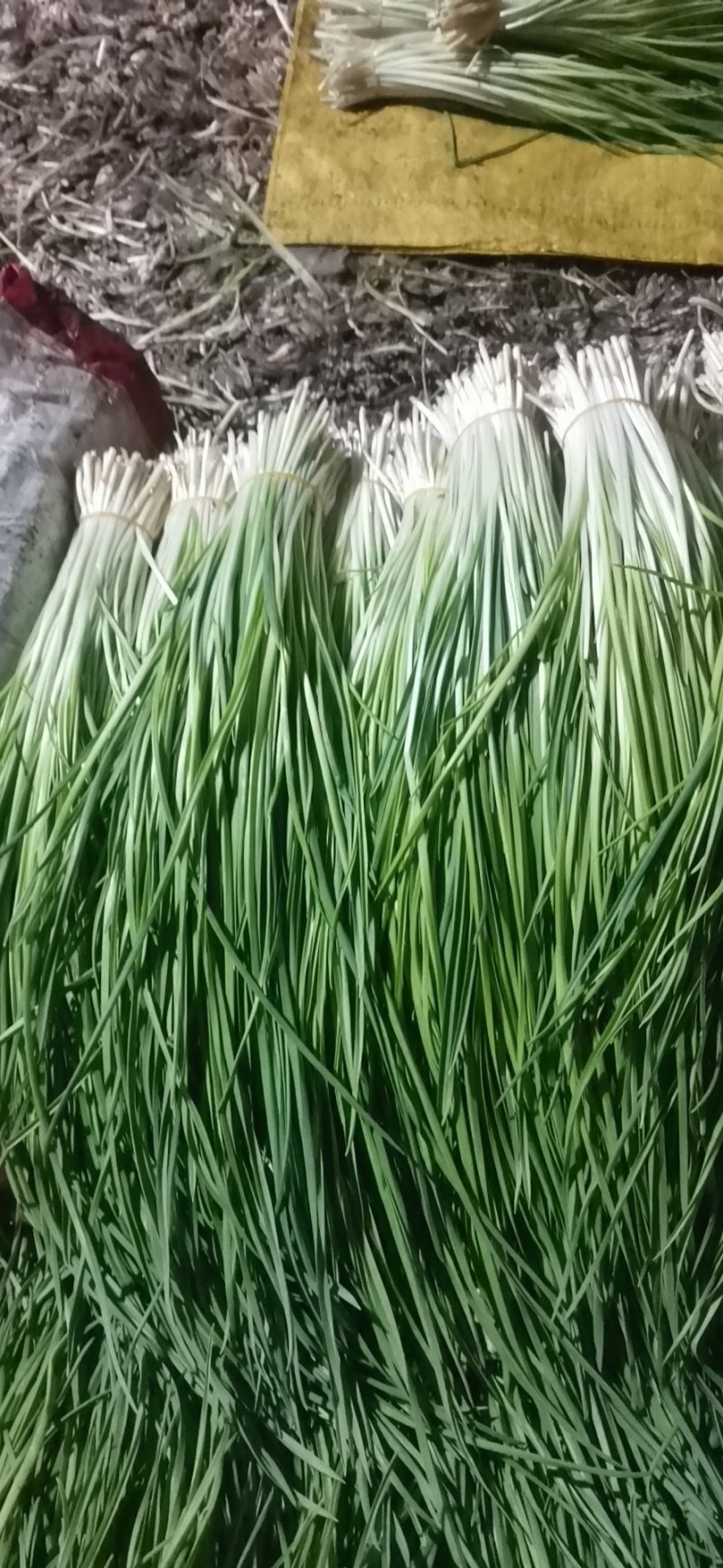 东北无公害蒜苗