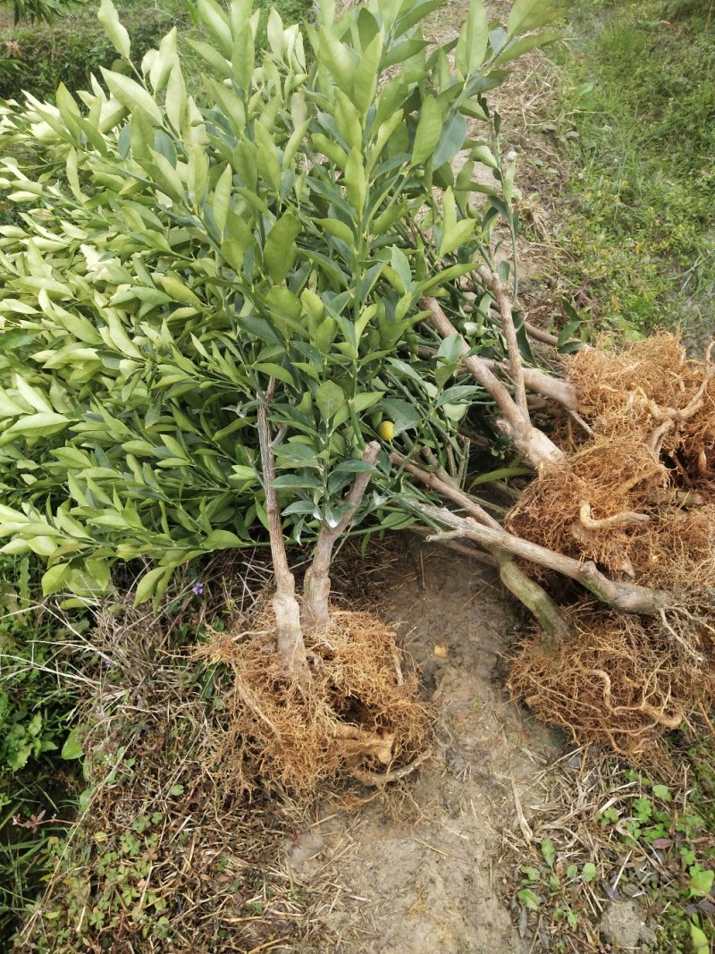 脆皮金桔地苗（甜度高）杯苗产地直销价格优惠