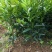 091无核沃柑苗（新品种）假一罚十提供种植技术