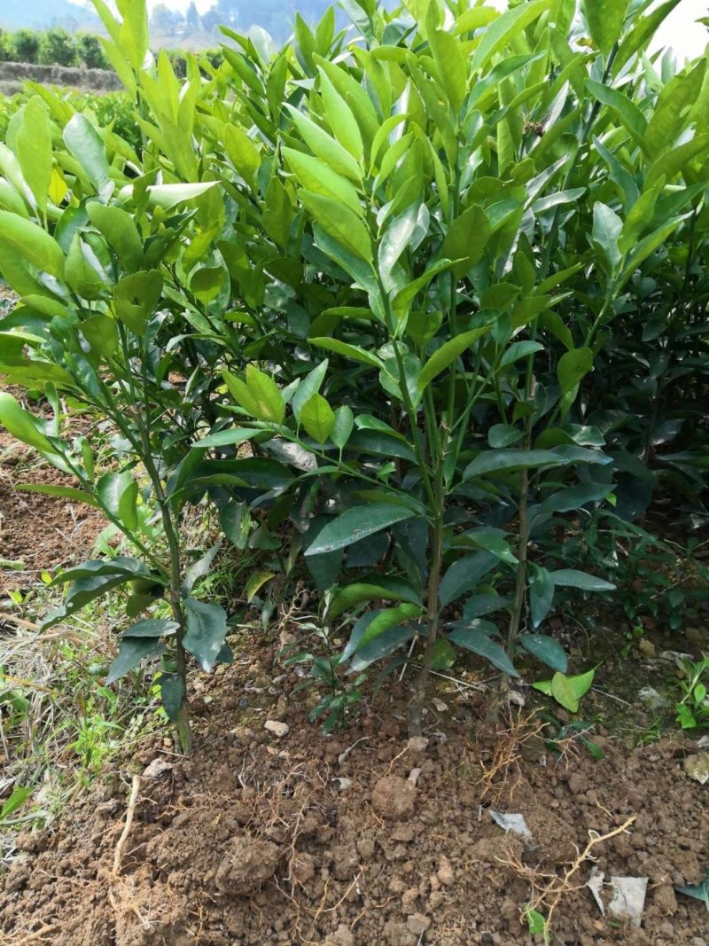 091无核沃柑苗（新品种）假一罚十提供种植技术