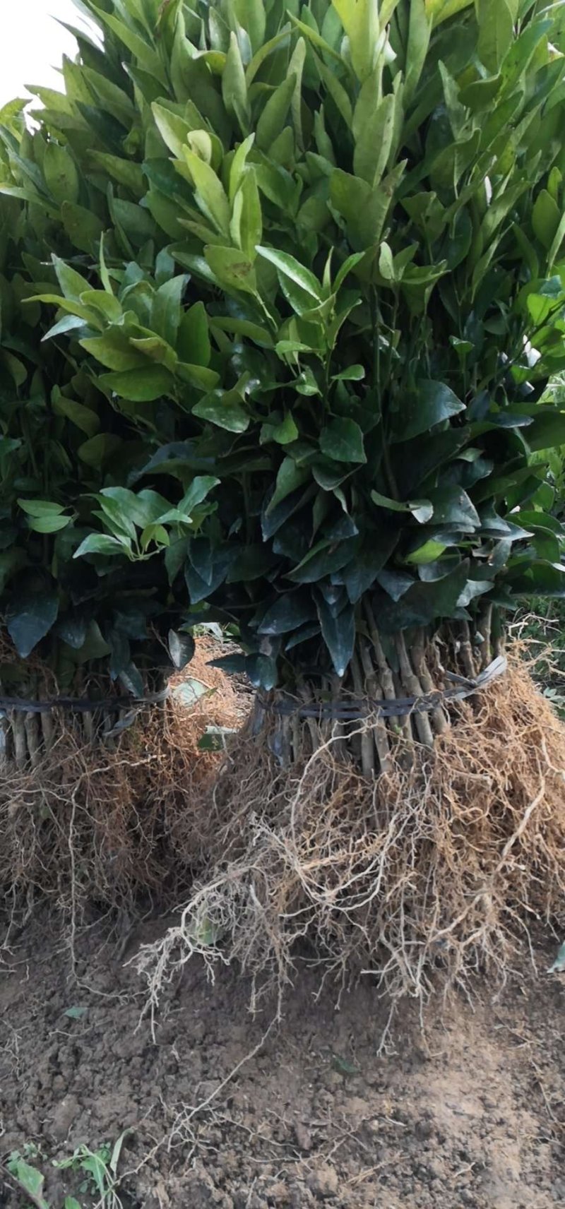 091无核沃柑苗（新品种）假一罚十提供种植技术