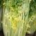 马家沟芹菜