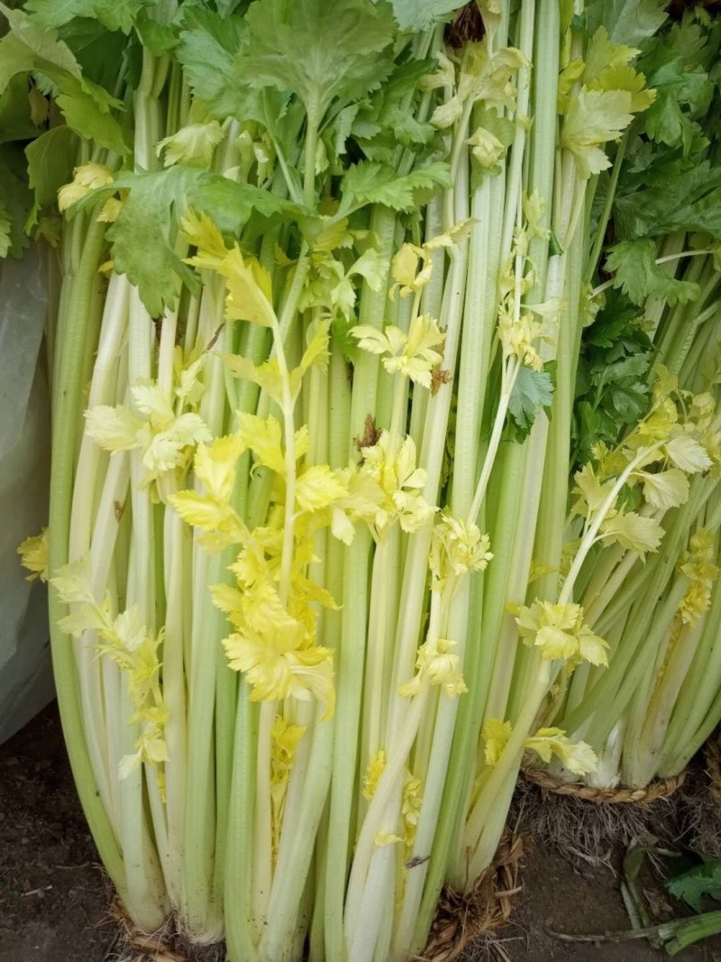 马家沟芹菜