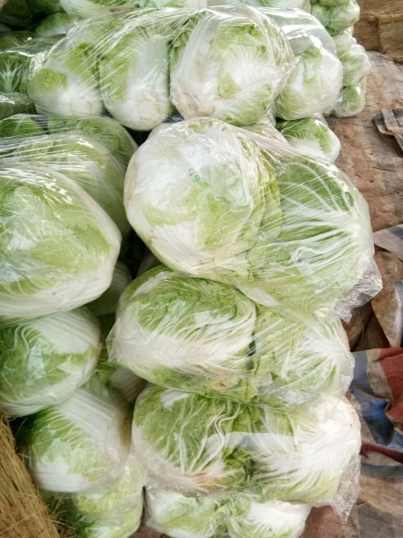 精品库存大白菜大量，秦白二号，包头菜精品供应
