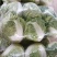 精品库存大白菜大量，秦白二号，包头菜精品供应