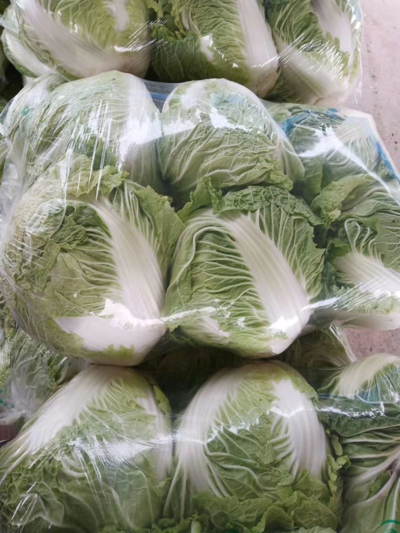 精品库存大白菜大量，秦白二号，包头菜精品供应