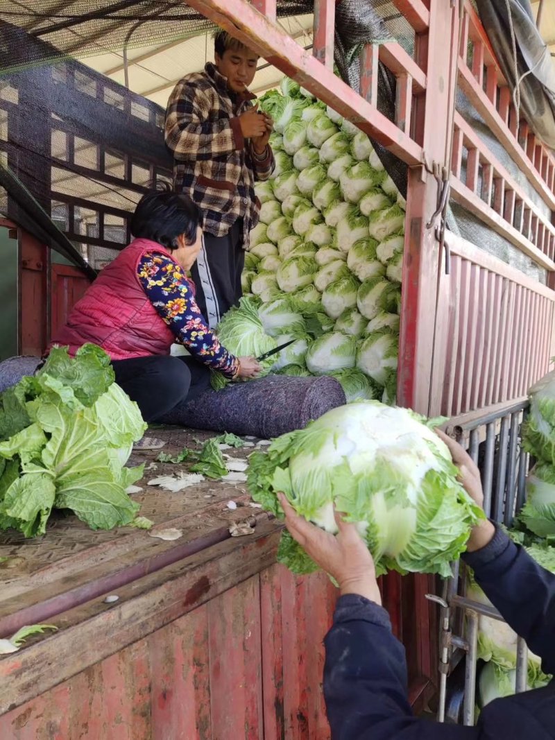 精品库存大白菜大量，秦白二号，包头菜精品供应