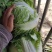 精品库存大白菜大量，秦白二号，包头菜精品供应