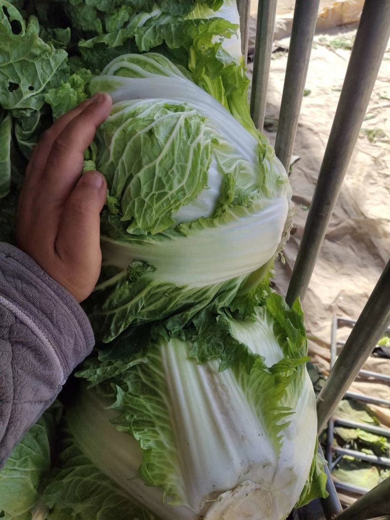 精品库存大白菜大量，秦白二号，包头菜精品供应
