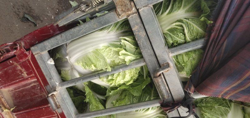 精品库存大白菜大量，秦白二号，包头菜精品供应