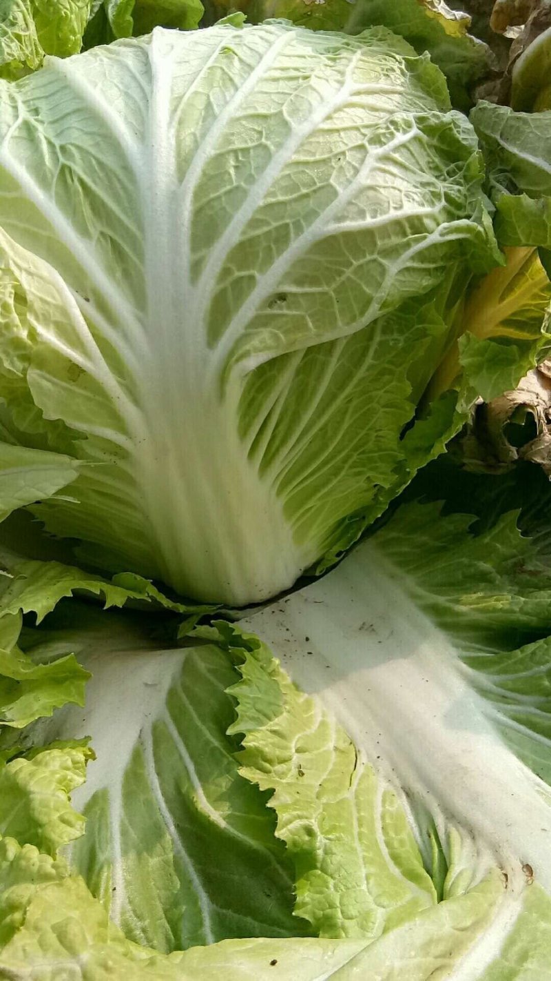 精品库存大白菜大量，秦白二号，包头菜精品供应