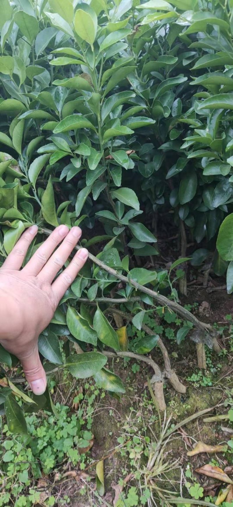 沙糖桔新苗（2年苗）杯苗产地直销价格优惠