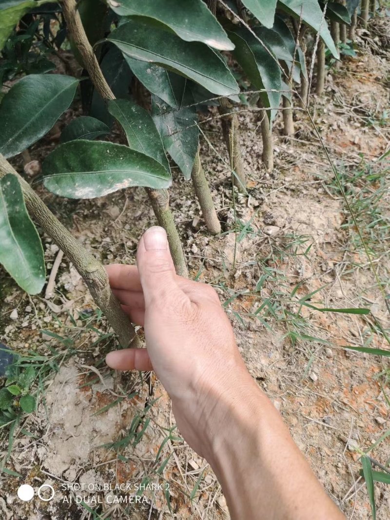 沙糖桔新苗（2年苗）杯苗产地直销价格优惠
