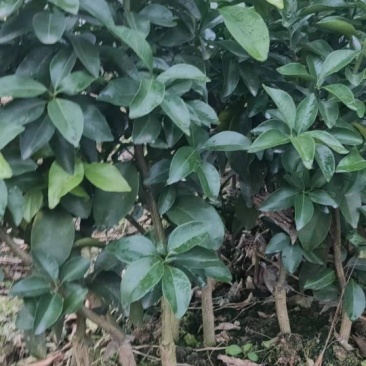 沙糖桔新苗（2年苗）杯苗产地直销价格优惠