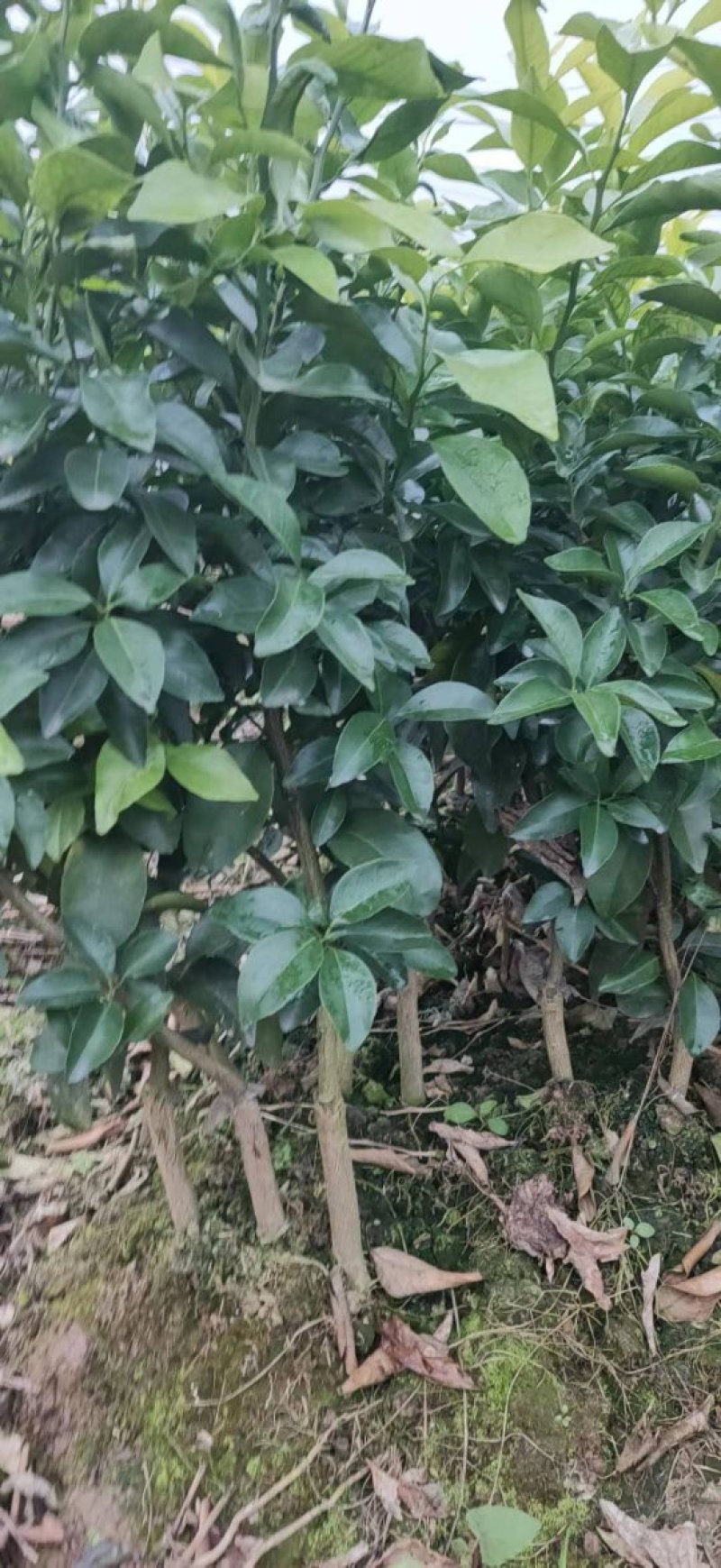 沙糖桔新苗（2年苗）杯苗产地直销价格优惠