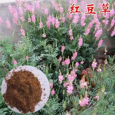 红豆草种子护坡草耐寒耐旱盐碱草籽牧草观赏保土绿肥兼用新型