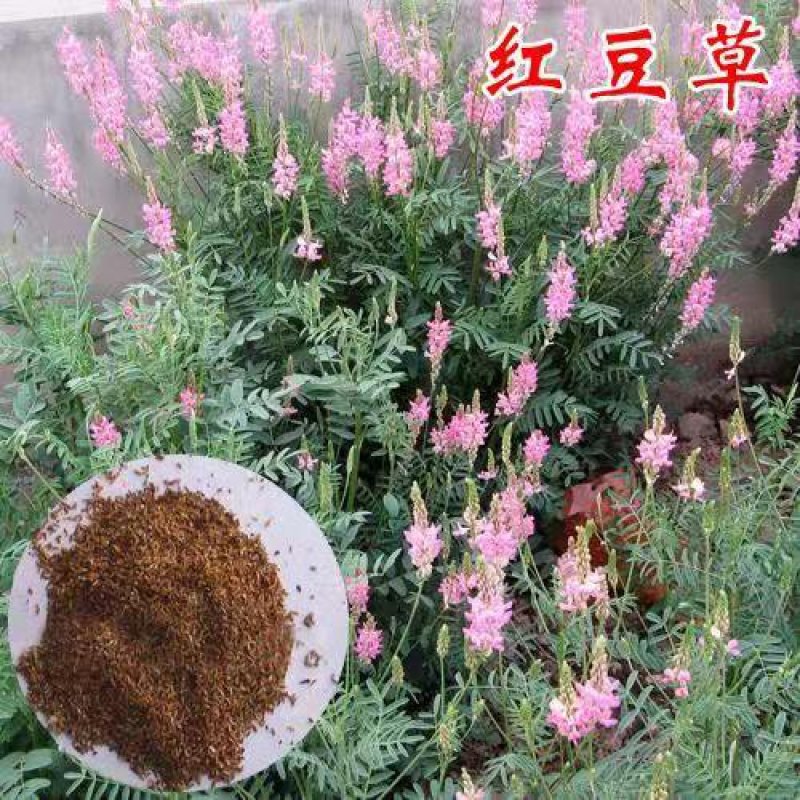 红豆草种子护坡草耐寒耐旱盐碱草籽牧草观赏保土绿肥兼用新型
