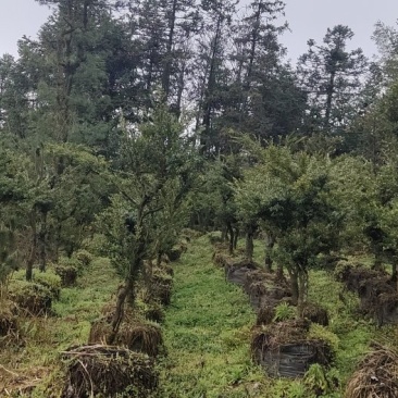 黄杨盆景