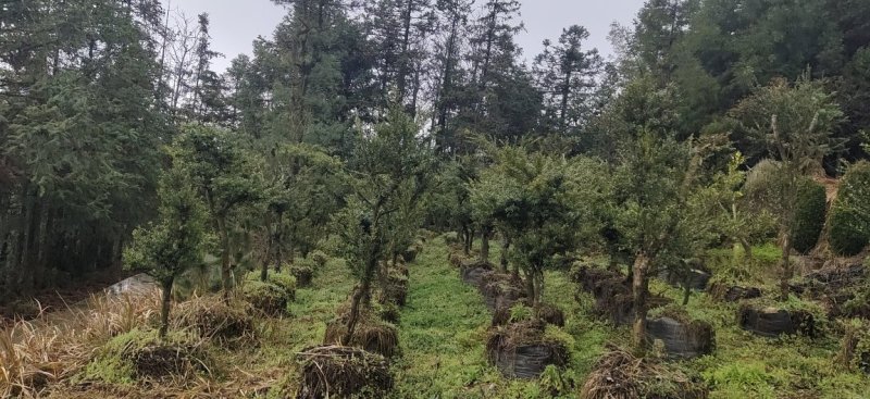 黄杨盆景