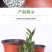双色盆一次性育苗盆营养钵简易花盆特大号塑料育苗双色花盆种