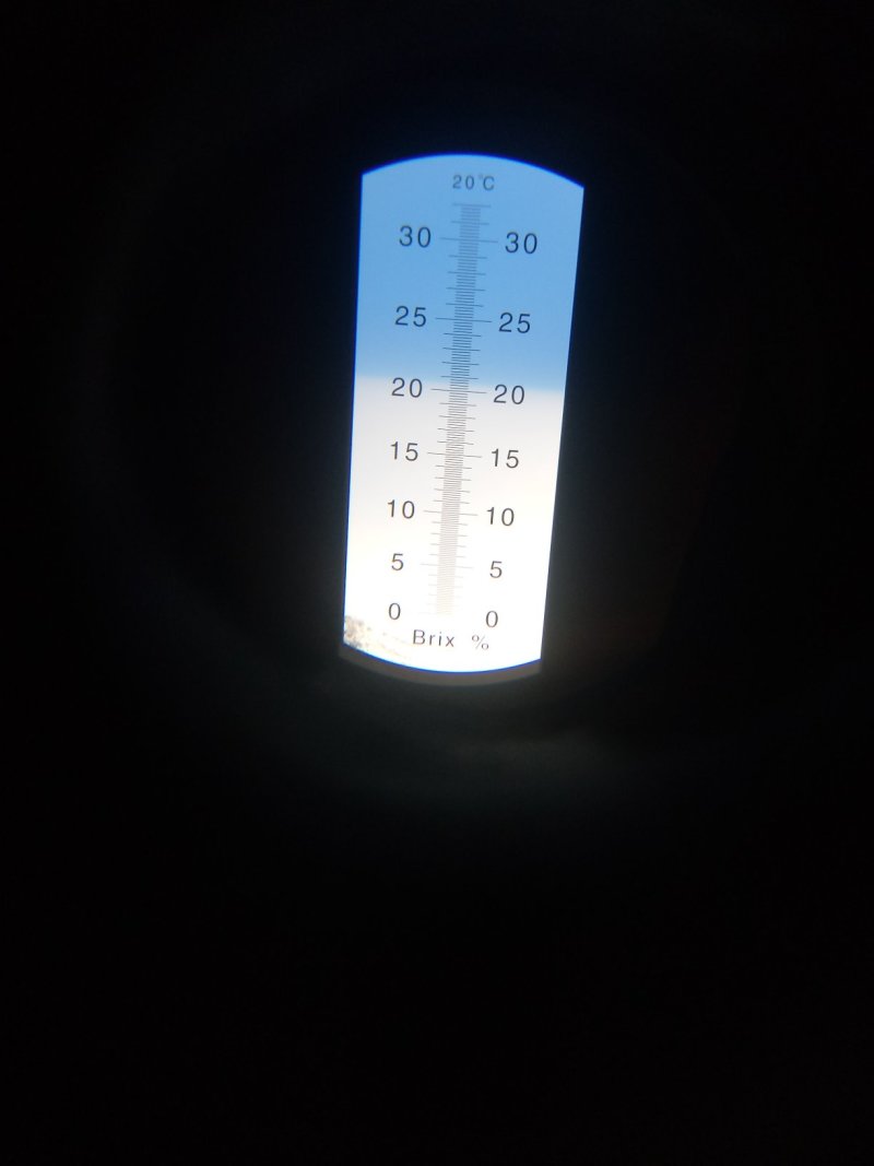 黄金苹果苗枝条，甜苹果苗珍珠油杏苗荷兰苗。甜杏苗