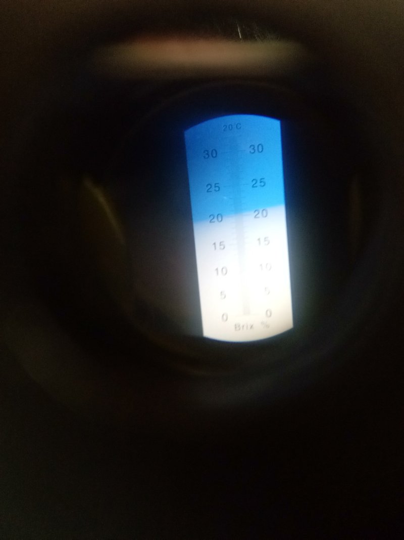 黄金苹果苗枝条，甜苹果苗珍珠油杏苗荷兰苗。甜杏苗