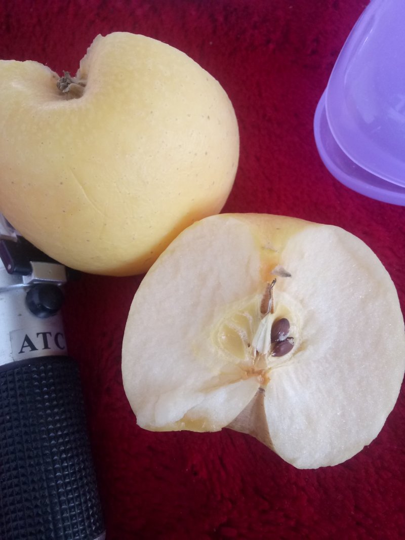 黄金苹果苗枝条，甜苹果苗珍珠油杏苗荷兰苗。甜杏苗
