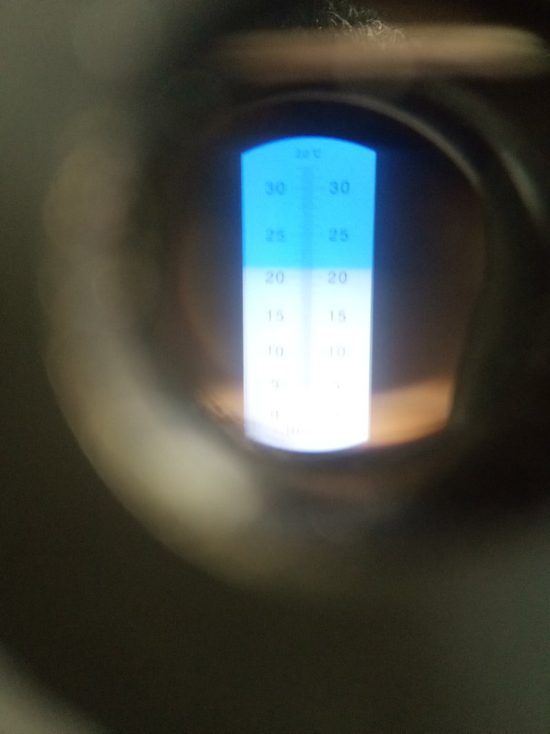 黄金苹果苗枝条，甜苹果苗珍珠油杏苗荷兰苗。甜杏苗