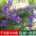 千鸟草种子花卉种子工程景观花海观花植物庭院种植室内阳