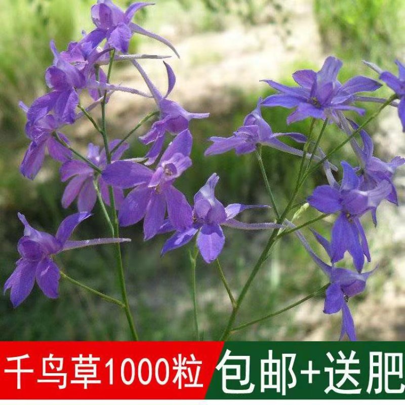 千鸟草种子花卉种子工程景观花海观花植物庭院种植室内阳