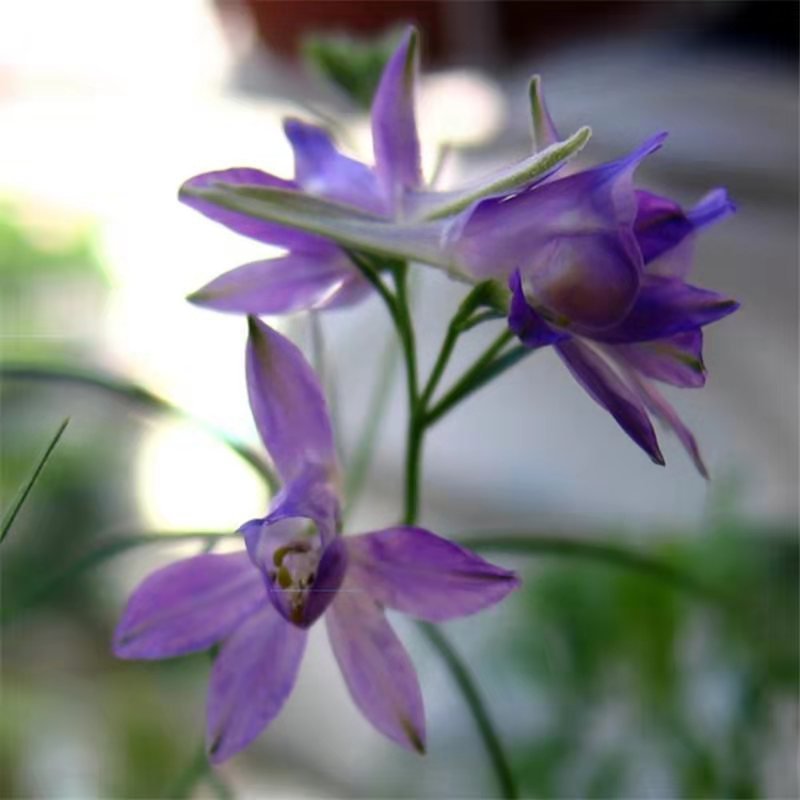 千鸟草种子花卉种子工程景观花海观花植物庭院种植室内阳