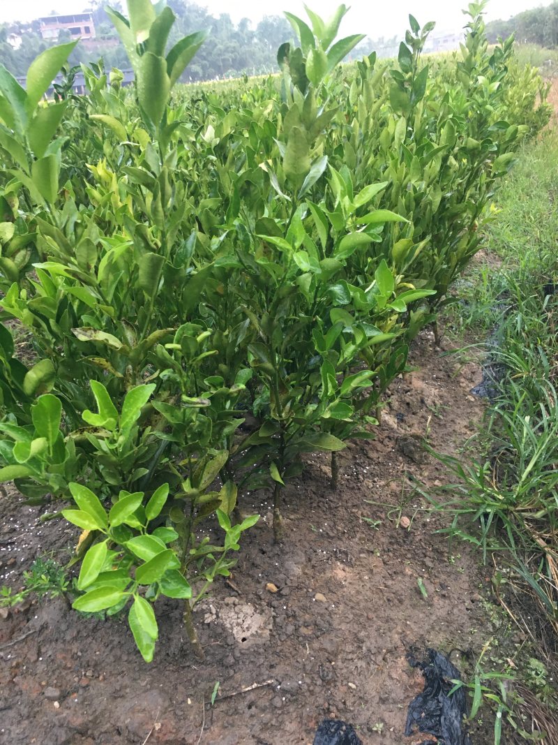 芦柑苗永春芦柑苗基地直销现挖现卖芦柑果甜极易剥皮