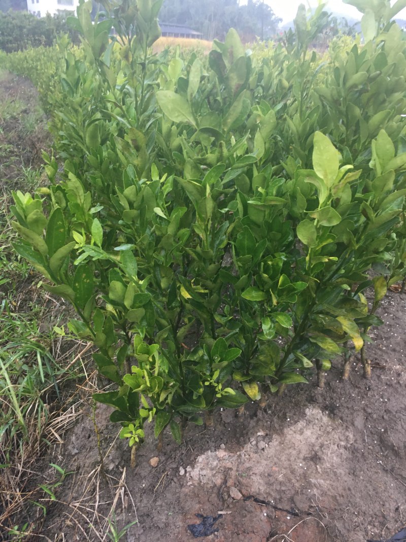 芦柑苗永春芦柑苗基地直销现挖现卖芦柑果甜极易剥皮