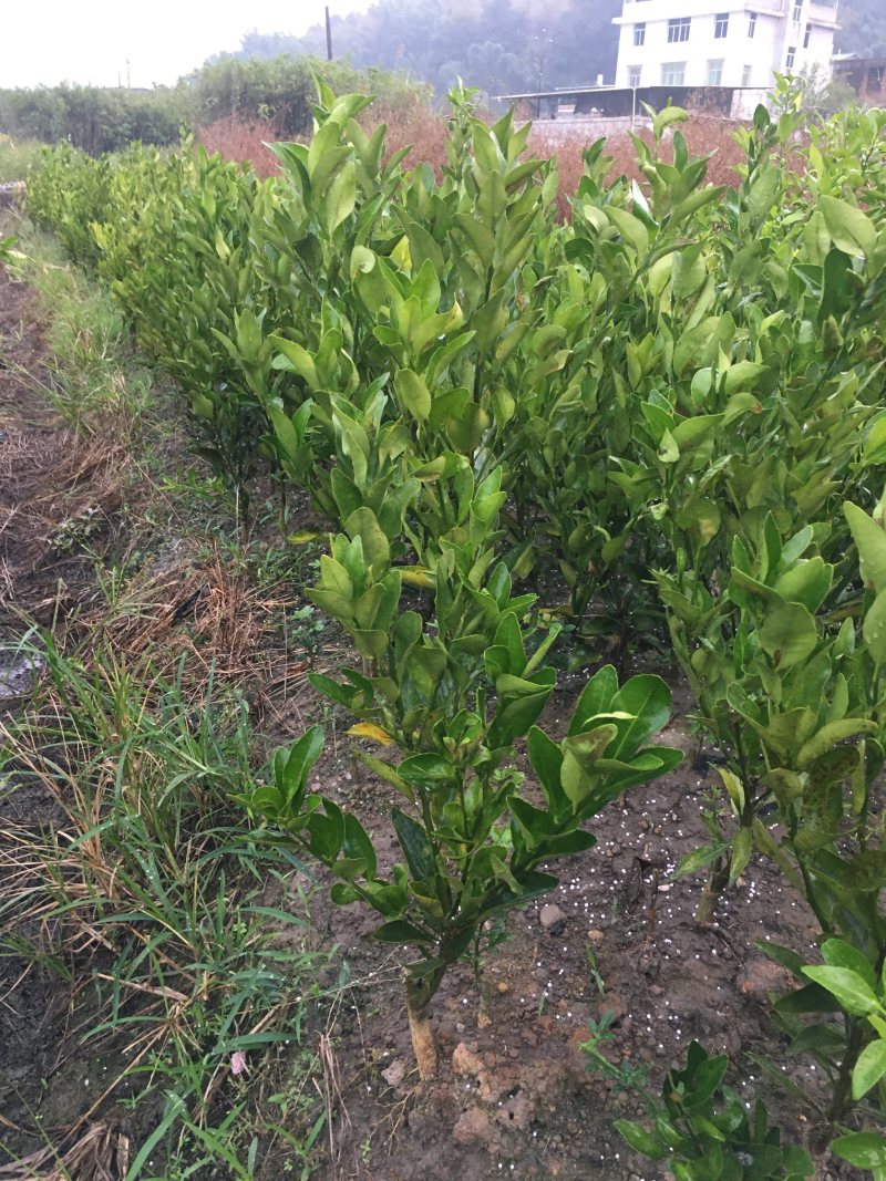 芦柑苗永春芦柑苗基地直销现挖现卖芦柑果甜极易剥皮