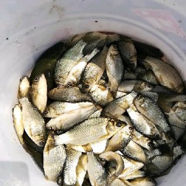 鲫鱼苗鱼苗每斤10--40尾