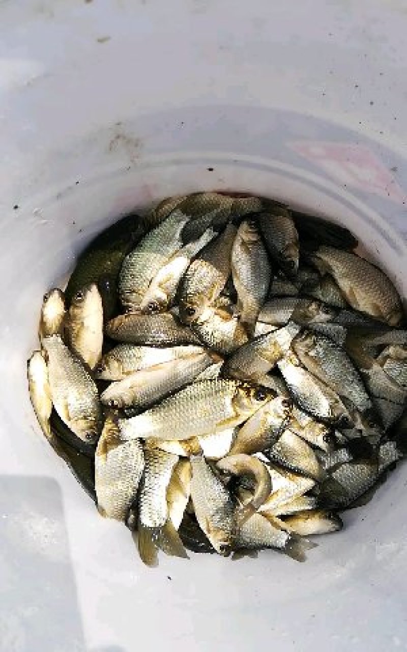 鲫鱼苗鱼苗每斤10--40尾