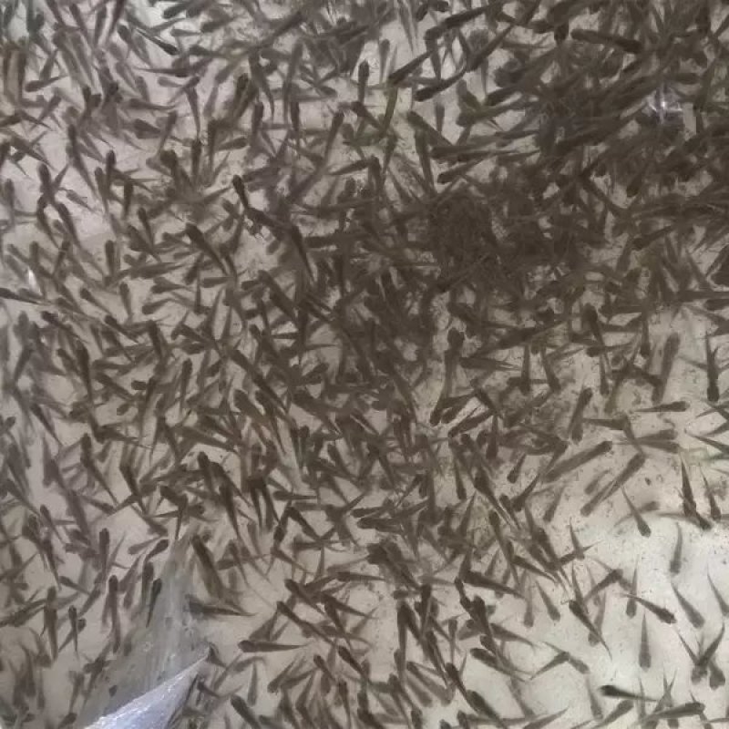 鲫鱼苗鱼苗每斤10--40尾