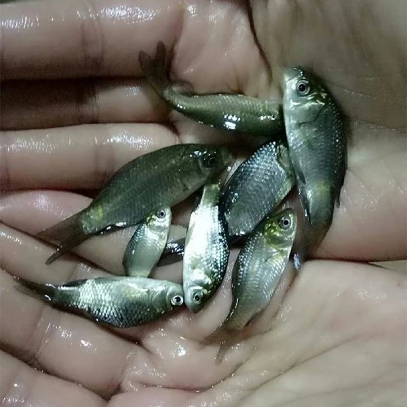 福瑞鲤鱼苗鲤鱼苗优质鱼苗批发