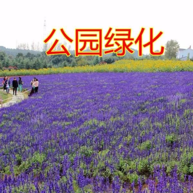 蓝花鼠尾草种子紫花红花四季播种多年生宿根耐寒花卉景观花