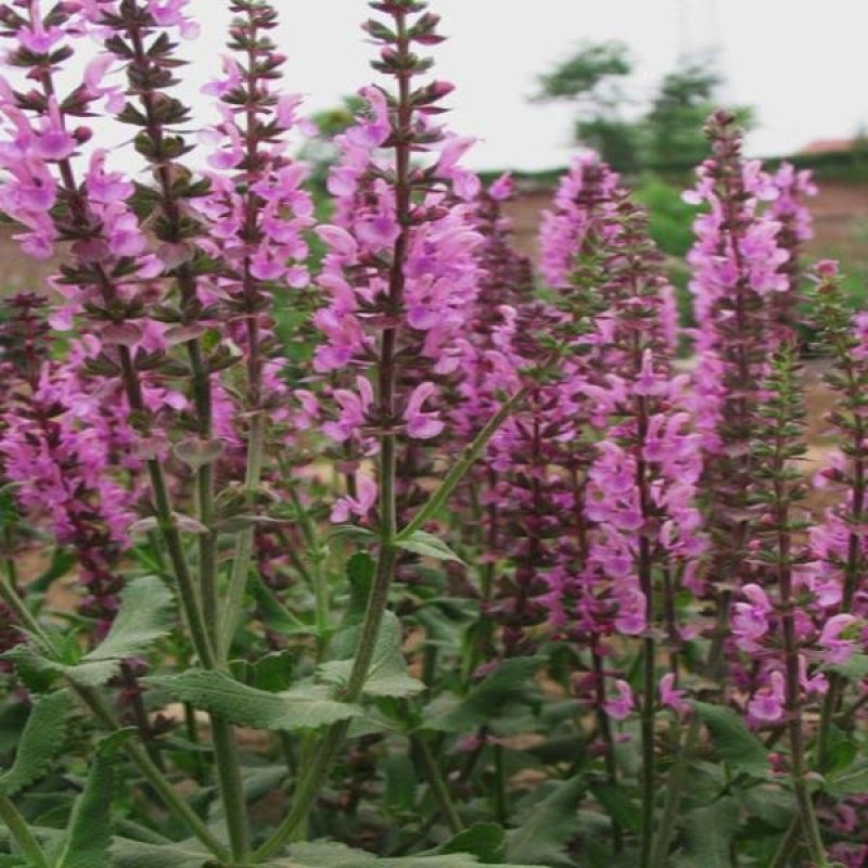 蓝花鼠尾草种子紫花红花四季播种多年生宿根耐寒花卉景观花