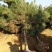 黑松又叫风水树。大公司大企业门口园内比有松树。庄重大气。