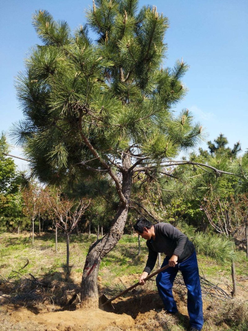 黑松又叫风水树。大公司大企业门口园内比有松树。庄重大气。