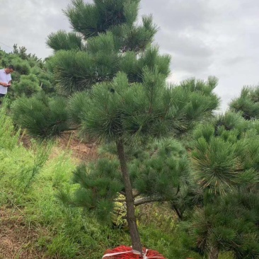 黑松又叫风水树。大公司大企业门口园内比有松树。庄重大气。